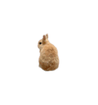 豆太すたんぷ（個別スタンプ：5）