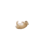 豆太すたんぷ（個別スタンプ：20）