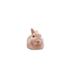 豆太すたんぷ（個別スタンプ：31）