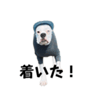 ボクサー犬めかぶのスタンプ（個別スタンプ：2）