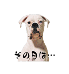 ボクサー犬めかぶのスタンプ（個別スタンプ：5）