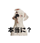 ボクサー犬めかぶのスタンプ（個別スタンプ：7）