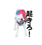 ボクサー犬めかぶのスタンプ（個別スタンプ：8）