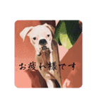 ボクサー犬めかぶのスタンプ（個別スタンプ：12）