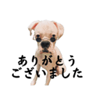 ボクサー犬めかぶのスタンプ（個別スタンプ：15）