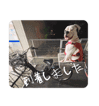 ボクサー犬めかぶのスタンプ（個別スタンプ：19）