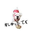 ボクサー犬めかぶのスタンプ（個別スタンプ：22）