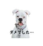 ボクサー犬めかぶのスタンプ（個別スタンプ：23）