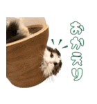 りゅうせいとしろのすけの日常2（個別スタンプ：4）