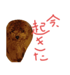 かわいいもじゃスタンプ第二弾（個別スタンプ：19）