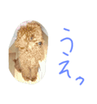 かわいいもじゃスタンプ第二弾（個別スタンプ：21）