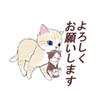 いつもの猫☆いつものあいさつ（個別スタンプ：3）