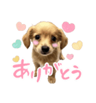 チョビ君のLINEスタンプ（個別スタンプ：1）