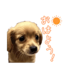 チョビ君のLINEスタンプ（個別スタンプ：2）