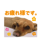 チョビ君のLINEスタンプ（個別スタンプ：4）