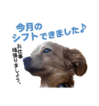 チョビ君のLINEスタンプ（個別スタンプ：7）