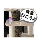 ハッピー＆ラッキースタンプ(=^ェ^=) ⑦（個別スタンプ：7）