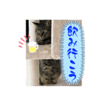 ハッピー＆ラッキースタンプ(=^ェ^=) ⑦（個別スタンプ：8）