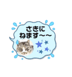 犬・ねこ・ハムスターかわいい〜スタンプ（個別スタンプ：19）