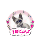 犬・ねこ・ハムスターかわいい〜スタンプ（個別スタンプ：25）