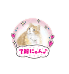 犬・ねこ・ハムスターかわいい〜スタンプ（個別スタンプ：27）