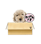 犬・ねこ・ハムスターかわいい〜スタンプ（個別スタンプ：37）