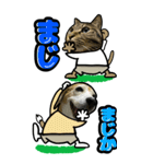 犬猫仲良しBIGスタンプ（個別スタンプ：1）