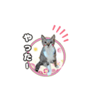 七夕家のにゃんず2（個別スタンプ：1）