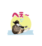 七夕家のにゃんず2（個別スタンプ：3）