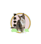 七夕家のにゃんず2（個別スタンプ：5）