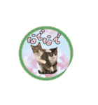 七夕家のにゃんず2（個別スタンプ：7）