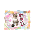 七夕家のにゃんず2（個別スタンプ：12）