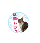 七夕家のにゃんず2（個別スタンプ：13）