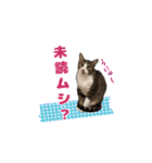 七夕家のにゃんず2（個別スタンプ：14）
