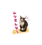 七夕家のにゃんず2（個別スタンプ：15）