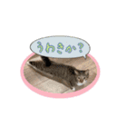七夕家のにゃんず2（個別スタンプ：16）