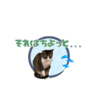 七夕家のにゃんず2（個別スタンプ：18）