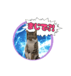 七夕家のにゃんず2（個別スタンプ：19）