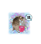 七夕家のにゃんず2（個別スタンプ：21）