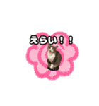 七夕家のにゃんず2（個別スタンプ：25）