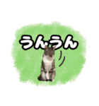 七夕家のにゃんず2（個別スタンプ：26）