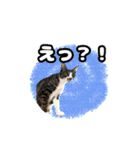 七夕家のにゃんず2（個別スタンプ：27）