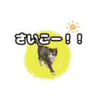 七夕家のにゃんず2（個別スタンプ：28）