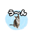 七夕家のにゃんず2（個別スタンプ：29）