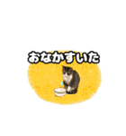 七夕家のにゃんず2（個別スタンプ：30）