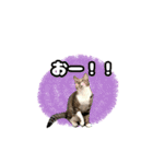 七夕家のにゃんず2（個別スタンプ：31）