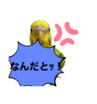 うちのブリちゃん（インコ） 3（個別スタンプ：1）