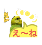 うちのブリちゃん（インコ） 3（個別スタンプ：2）