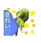うちのブリちゃん（インコ） 3（個別スタンプ：3）