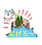 うちのブリちゃん（インコ） 3（個別スタンプ：5）